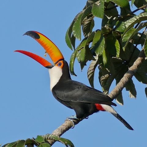 Reuzentoekan